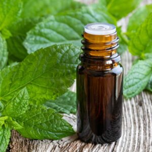 Peppermint leaves and oil.